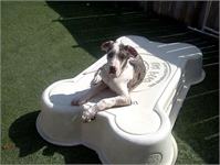 daycare pic 6 - Bo